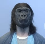 gorilla-shane