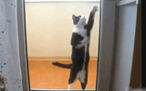 giphy