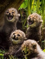 laughing kittens