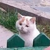 concerned cat looking at concerning thing