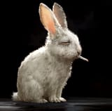 busted bunny