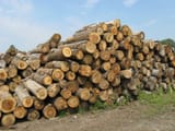 logs-3816588980