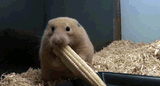 Hamster-Eating-Corn