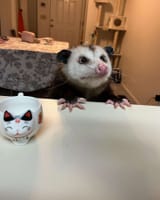 where is the pizza
