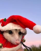 merry crimbo