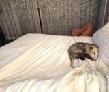 just wanna snooze man
