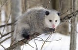 winterossum
