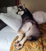 fluffychewymonsterallie(12)