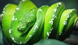snake 20