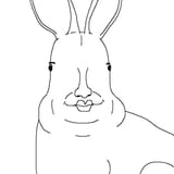 bnuuy
