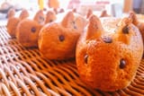 bunnycotta army