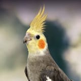 Cockatiel-2