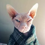 😾