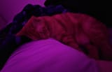 Snugglebug