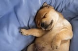 newborn-puppy-dreaming-blanket_420555-12