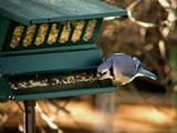 bluejay