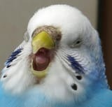 laughing keet