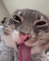 freaky-ahh-cat
