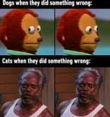 animal-dogs-they-did-something-wrong-cats-they-did-something-wrong