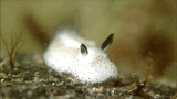 underwaterbnuy