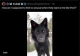 Dogmeat
