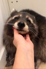 coon