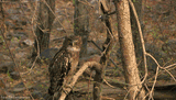 Owl is not amused