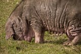pngtree-pig-pig-breeding-fat-piggery-photo-image_5813870