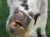 pigface_bornsleepy