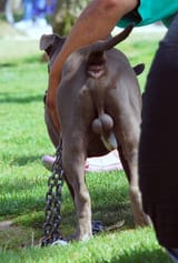 2025-07-10 21_30_51-Michael Vick special _ Malingering _ Flickr — Mozilla Firefox