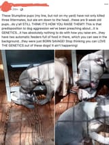 pitbulls killed ate littermates