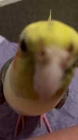 birb