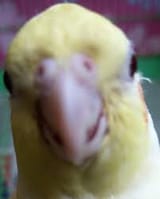 birrb