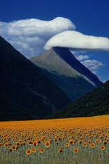 sunflowers and clouds