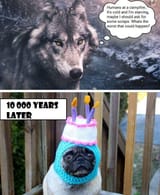dogs
