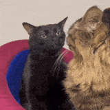 cat-zone-of-zone-out-cat