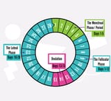 menstrual-cycle-2