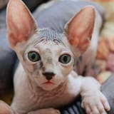 Sphynx.2