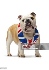 british-bulldog-1881587491