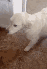 dog-dogs