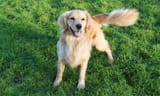 202501202408dog-wagging-tail-outside-1024x615