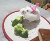 hamster.cake...................