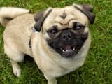 pug-1534687_1280-1-3128905117
