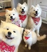 Annoying dogs irl