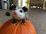 pumpkin possum