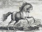 Hendrick-Goltzius-Wild-paard-1577