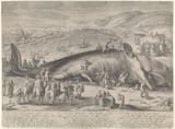 Hendrick Goltzius The Beached Sperm Whale near Berkhey 1598
