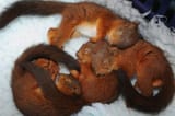 four-sleeping-baby-squirrels