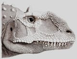 Majungasaurus_crenatissimus