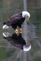 sad_eagle